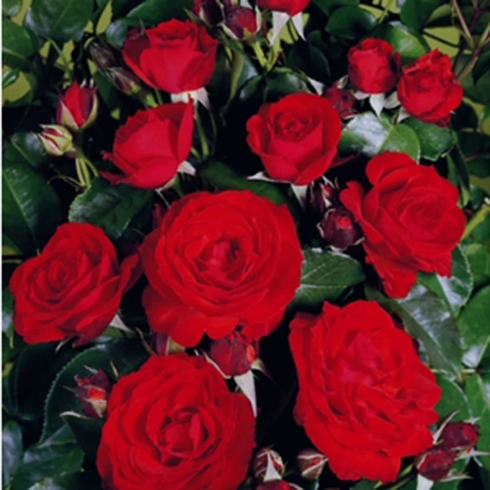 Роза корен Kreisler Imperial