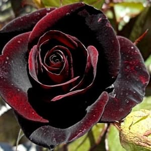 Роза - корен Black Night