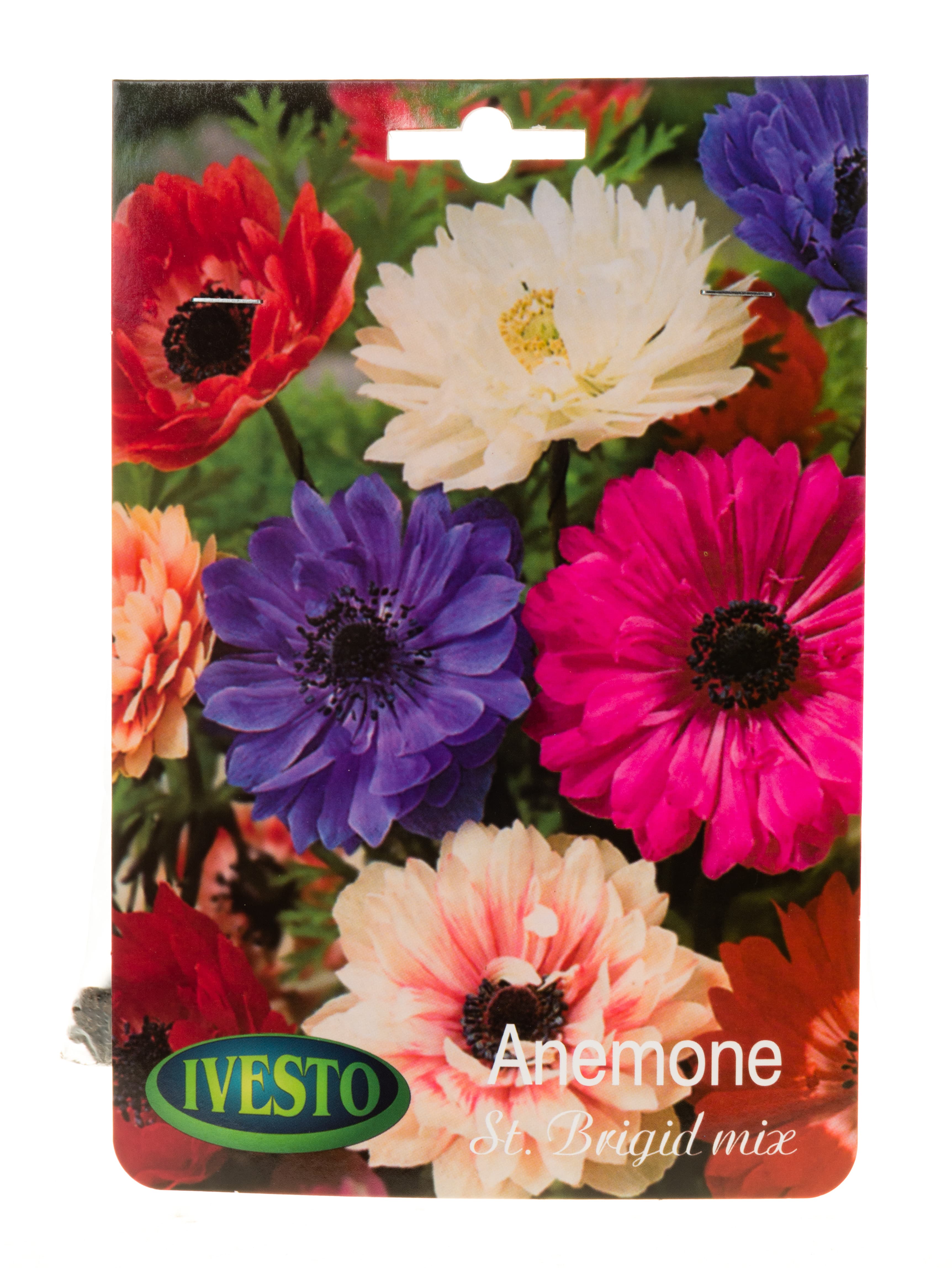 Луковици анемоне / Anemone St. Brigid Mixed Ivesto