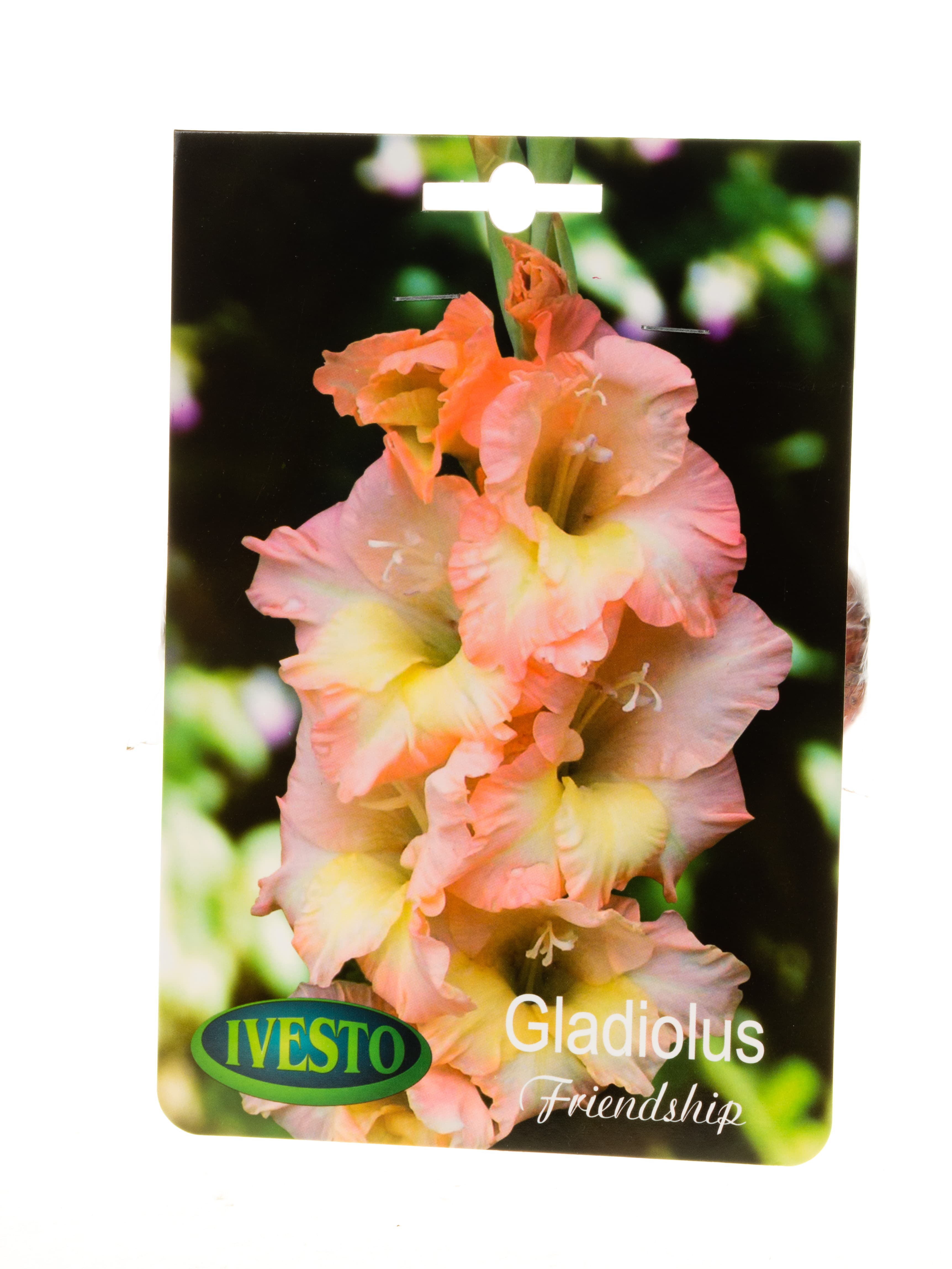 Луковици гладиола / Gladiolus Friendship Ivesto 