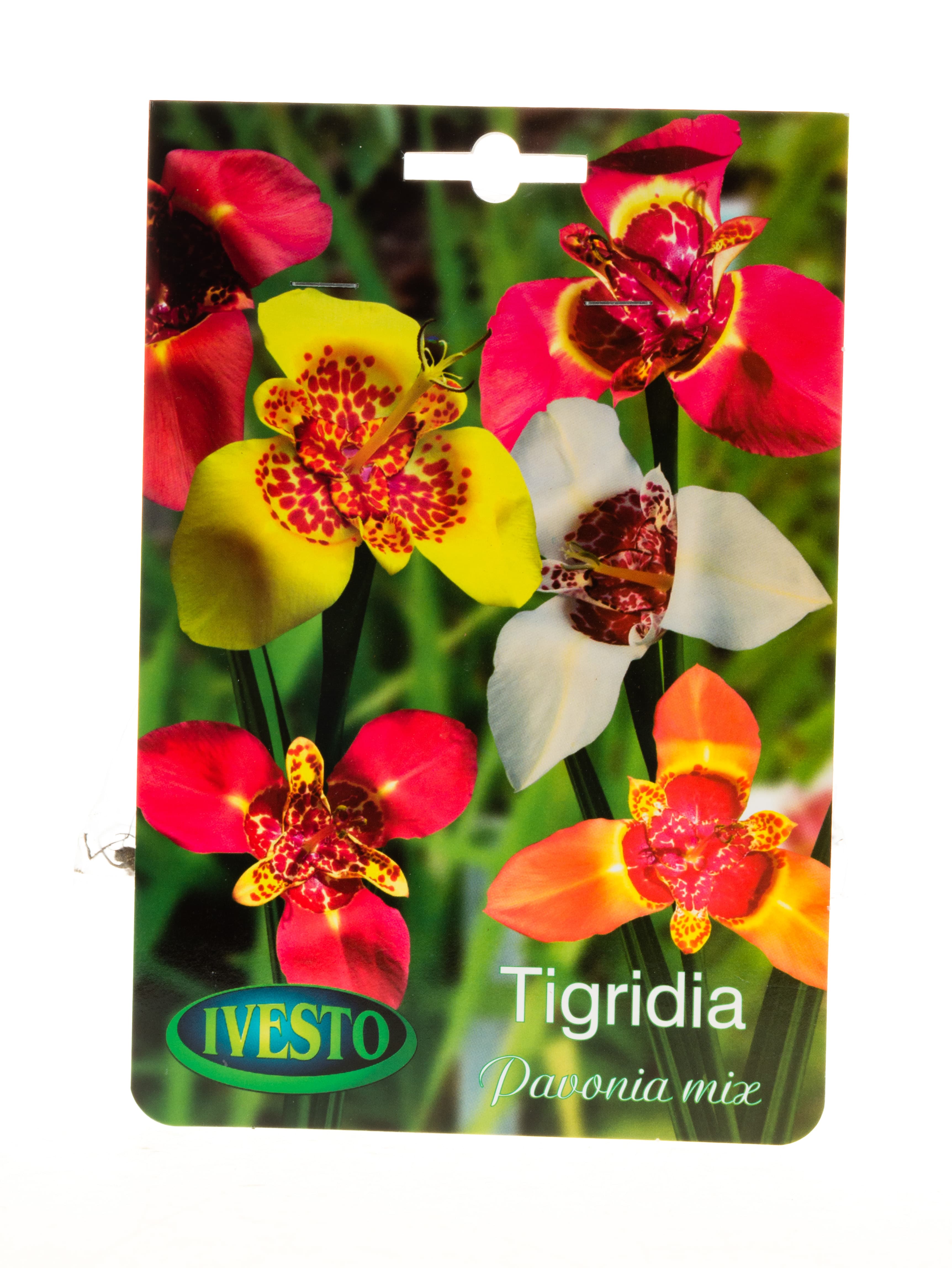 Луковици тигридия Tigridia Ivesto