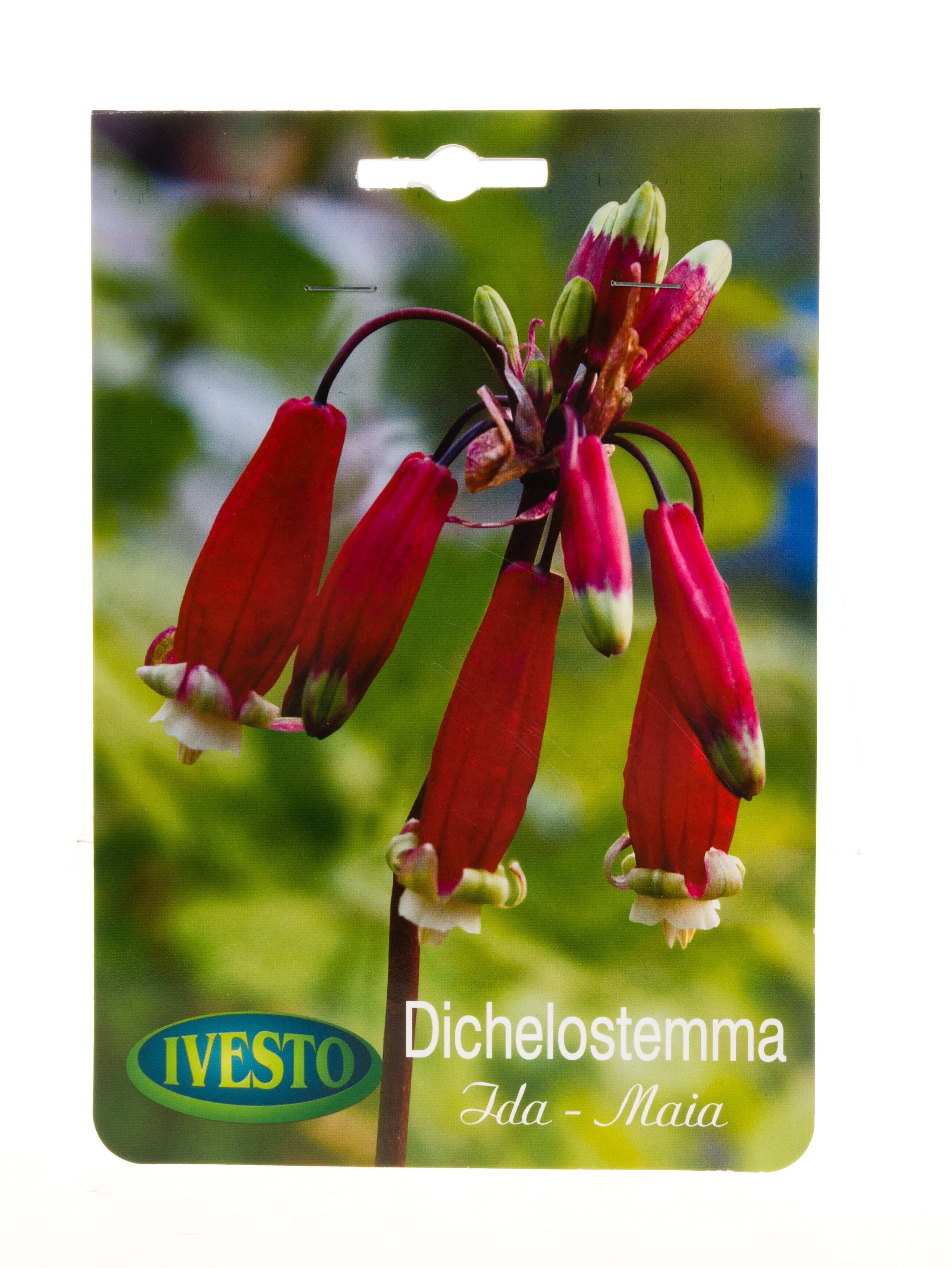 Луковици Dichelostemma