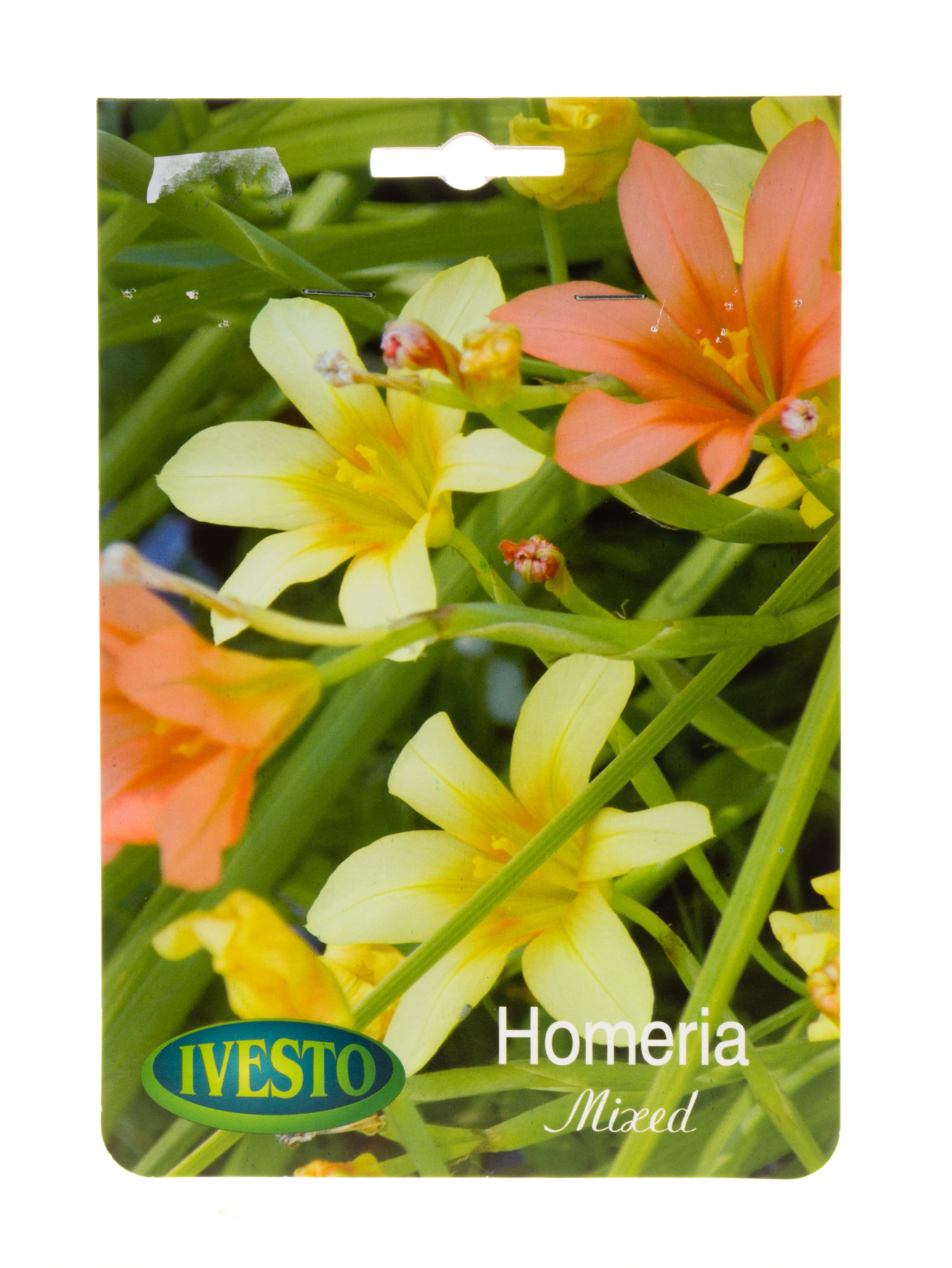 Луковици Homeria