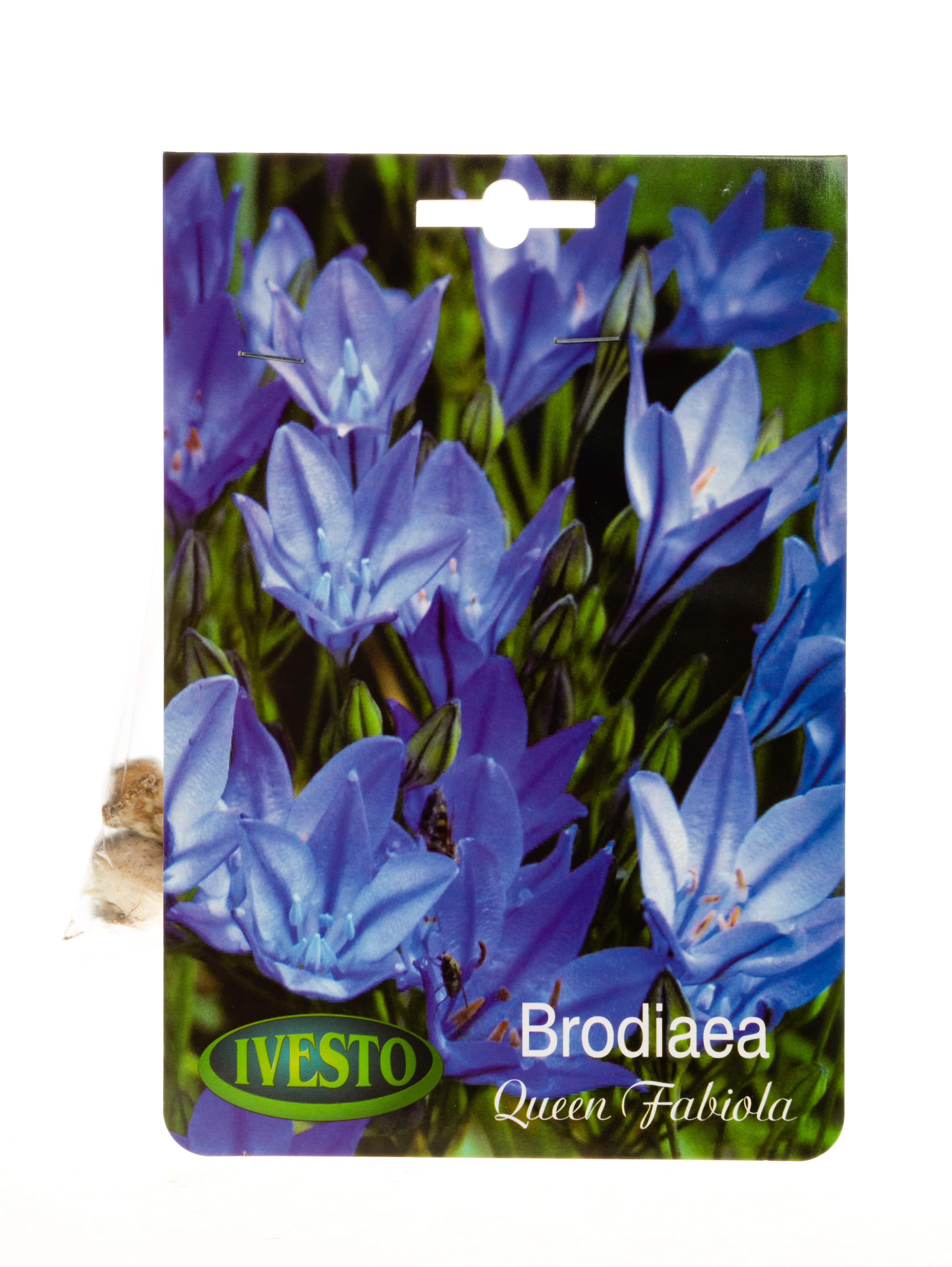 Луковици бродиея / brodiaea Queen Fabiola