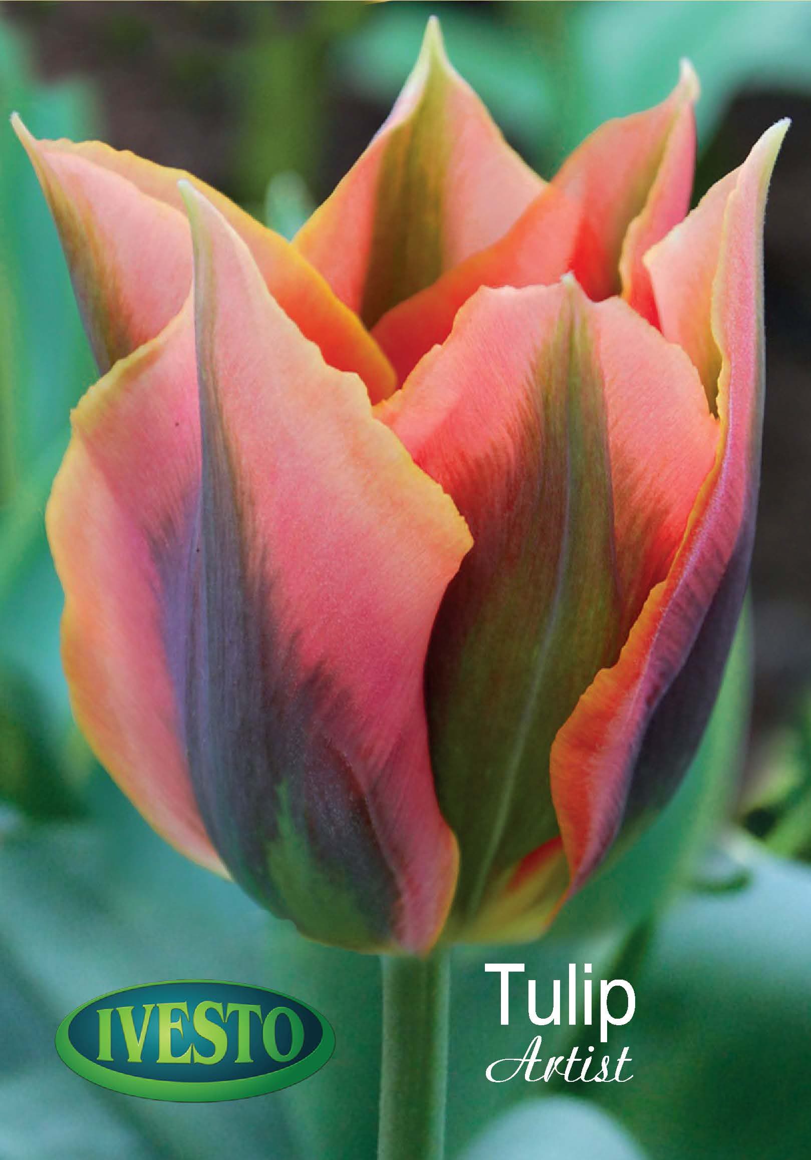 Луковици лале Viridiflora artist 3084