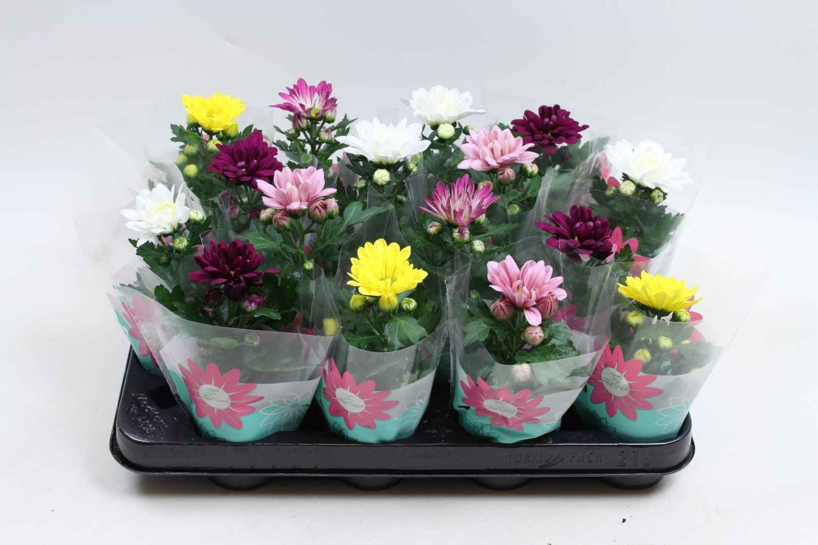 Хризантема Chrysant C7