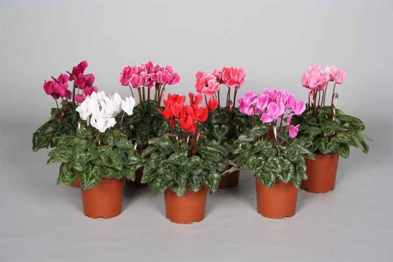 Циклама Cyclamen mix