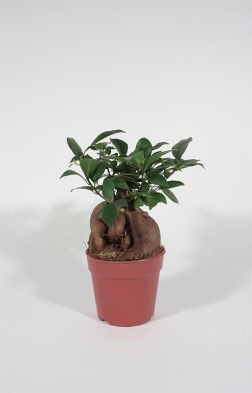 Фикус Microcarpa Ginseng C12