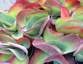 Каланхое Kalanchoe Thyrsiflora