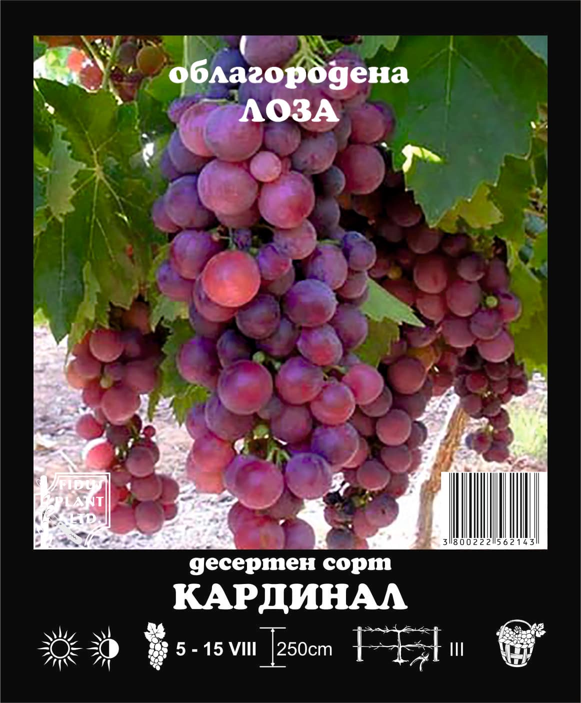 Лози Кардинал