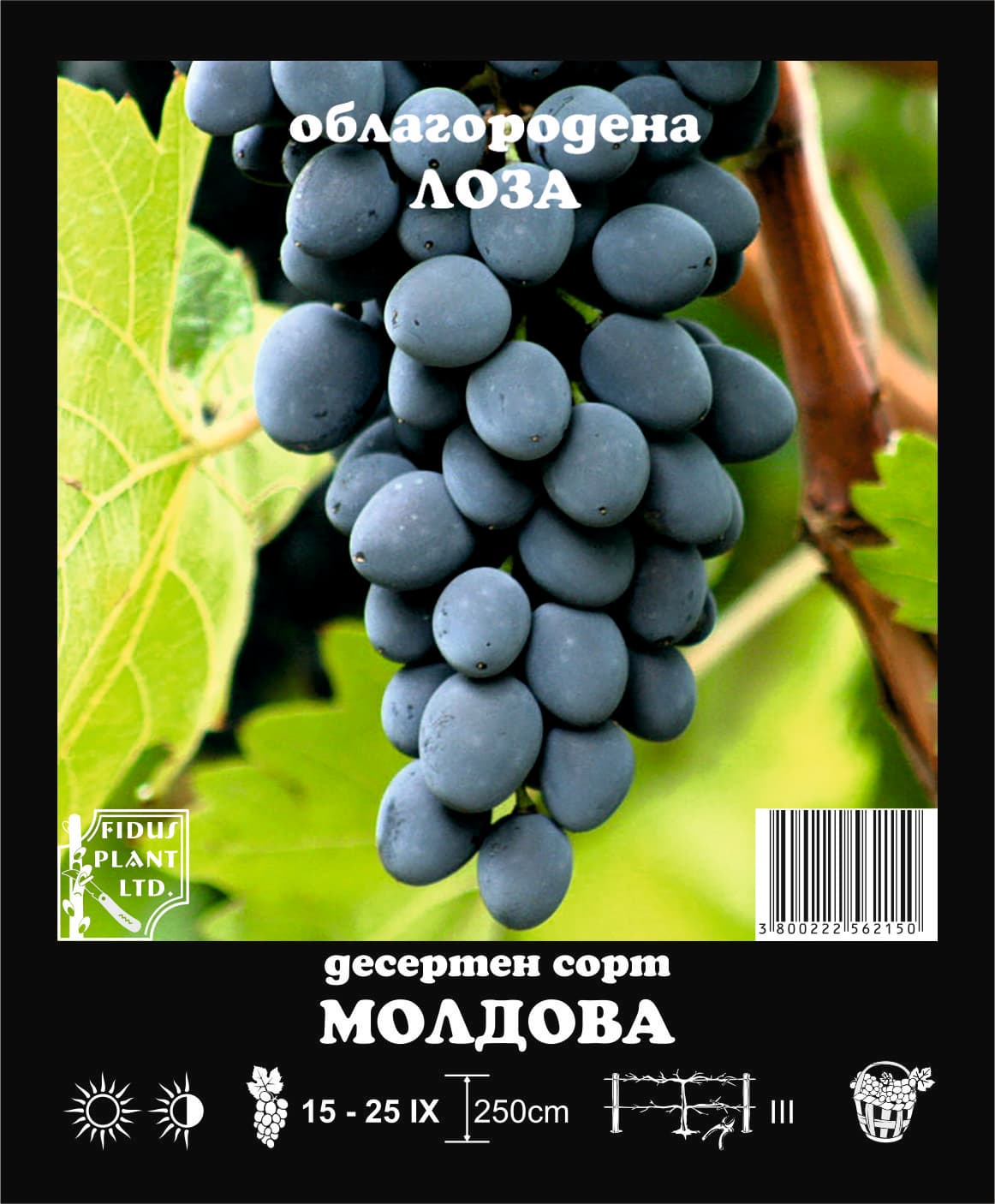 Лози Молдова