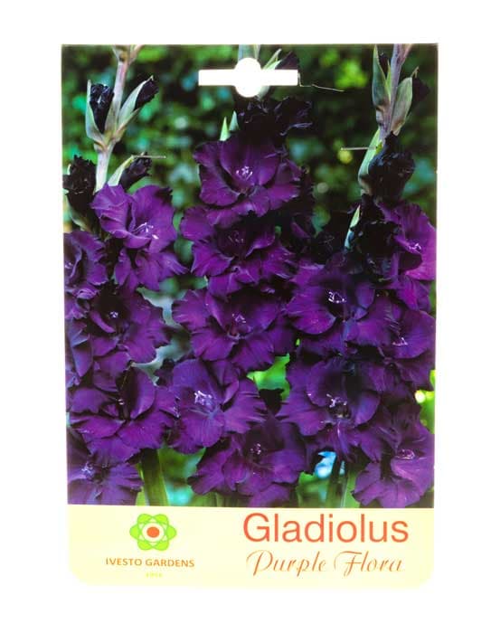 Луковици Гладиол Purple Flora Ivesto