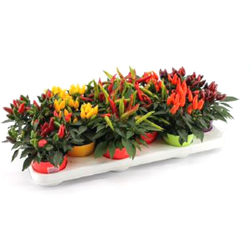 Декоративен пипер Capsicum