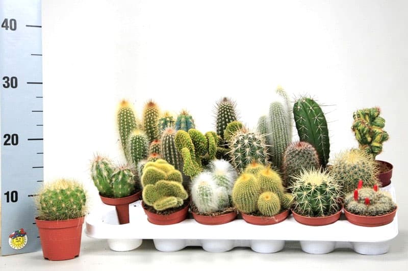 Кактус Cactus Extra
