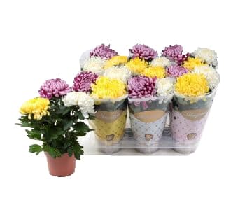 Хризантема Chrysant C12