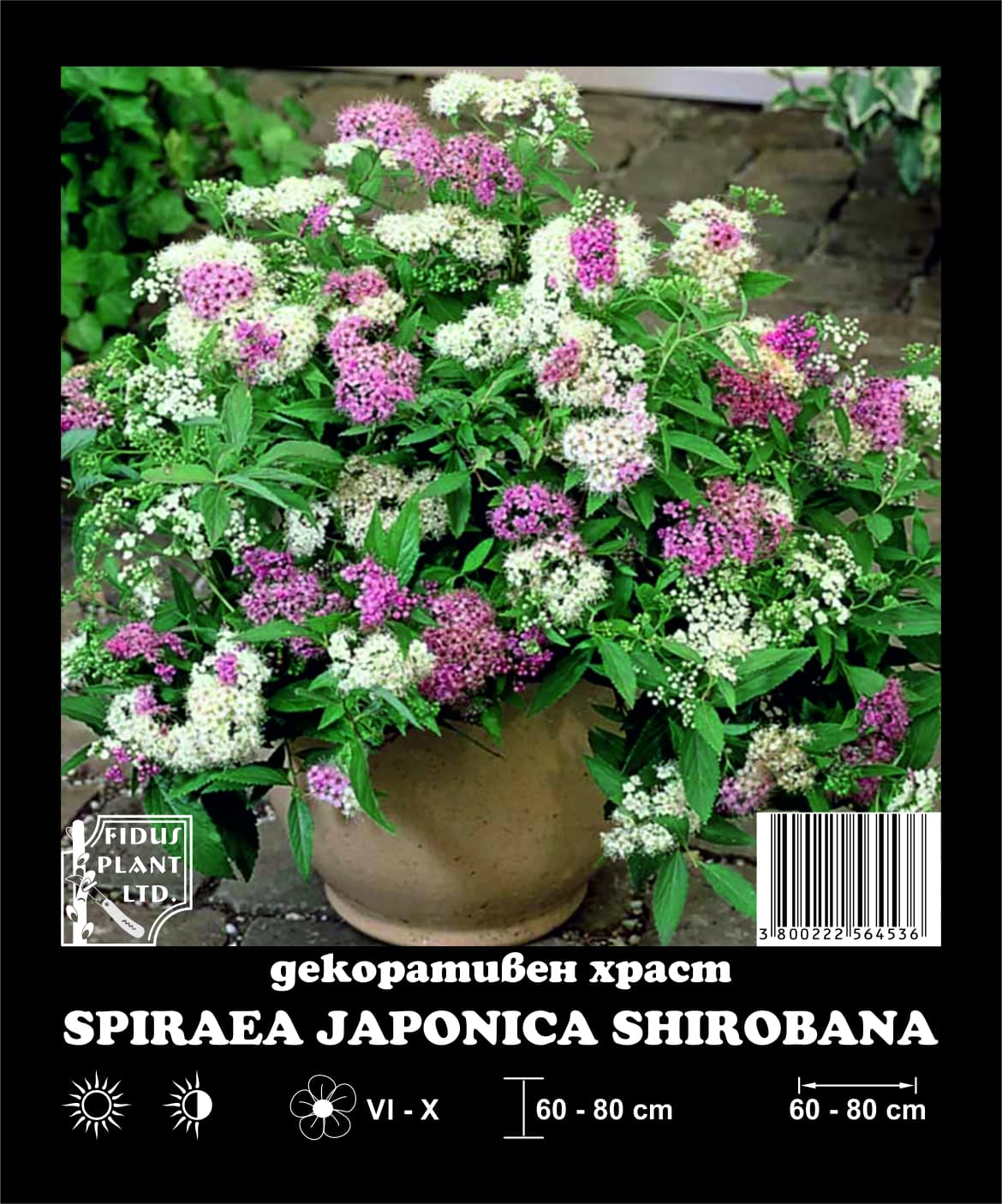 Спирея Японика Shirobana