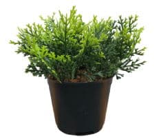 Изкуствено цвете в саксия My Garden KD07152 Бонзай 16см
