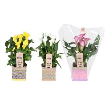 Кала Zantedeschia C14