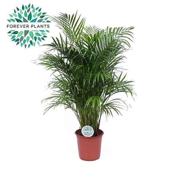 Палма Dypsis lutescens C24