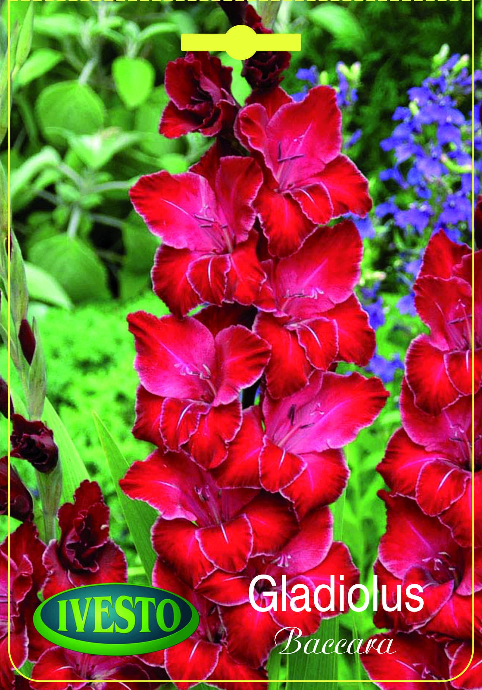 Цветни луковици Гладиол Baccara 7078