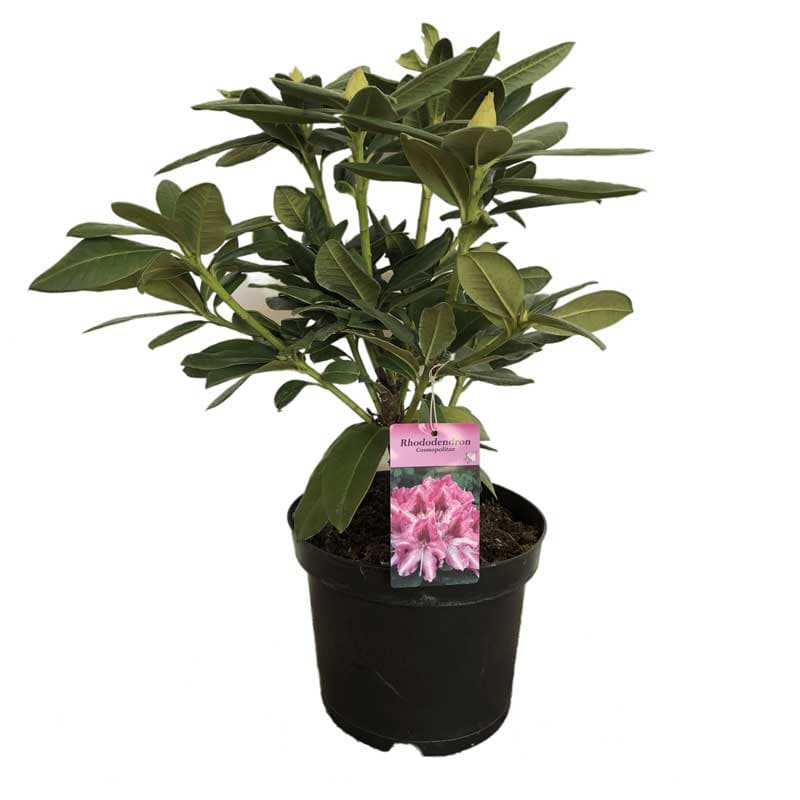 Рододендрон Rododendron mix 4л