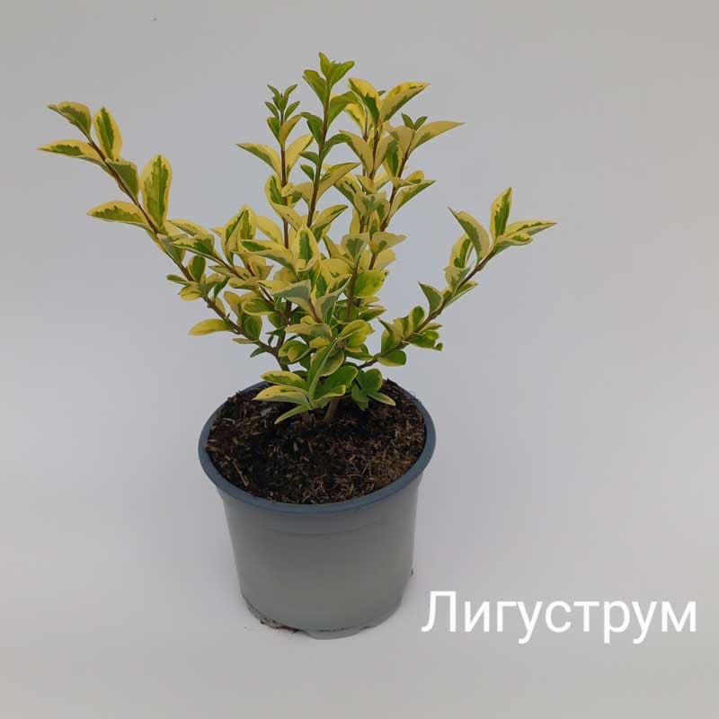 Лигуструм жълт ø12см