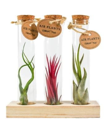 Тиландсия стъклен сет Tillandsia glass set