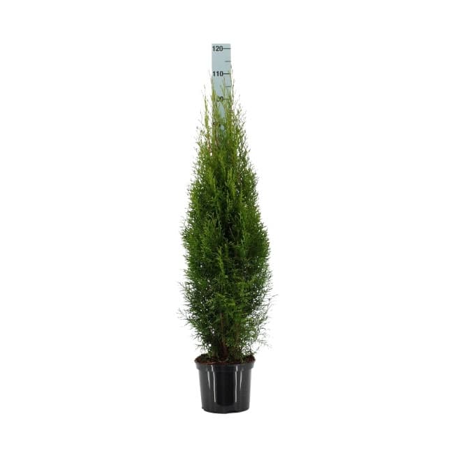 Туя Смарагд Thuja occ. Smaragd 100-120см C5