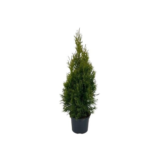 Туя Смарагд Thuja occ. Smaragd 60-80см C2