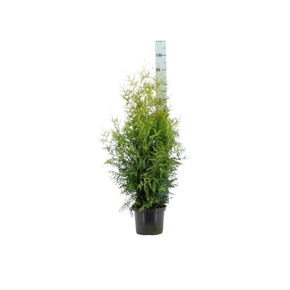 Туя Брабант Thuja occ. Brabant 80-100см C5