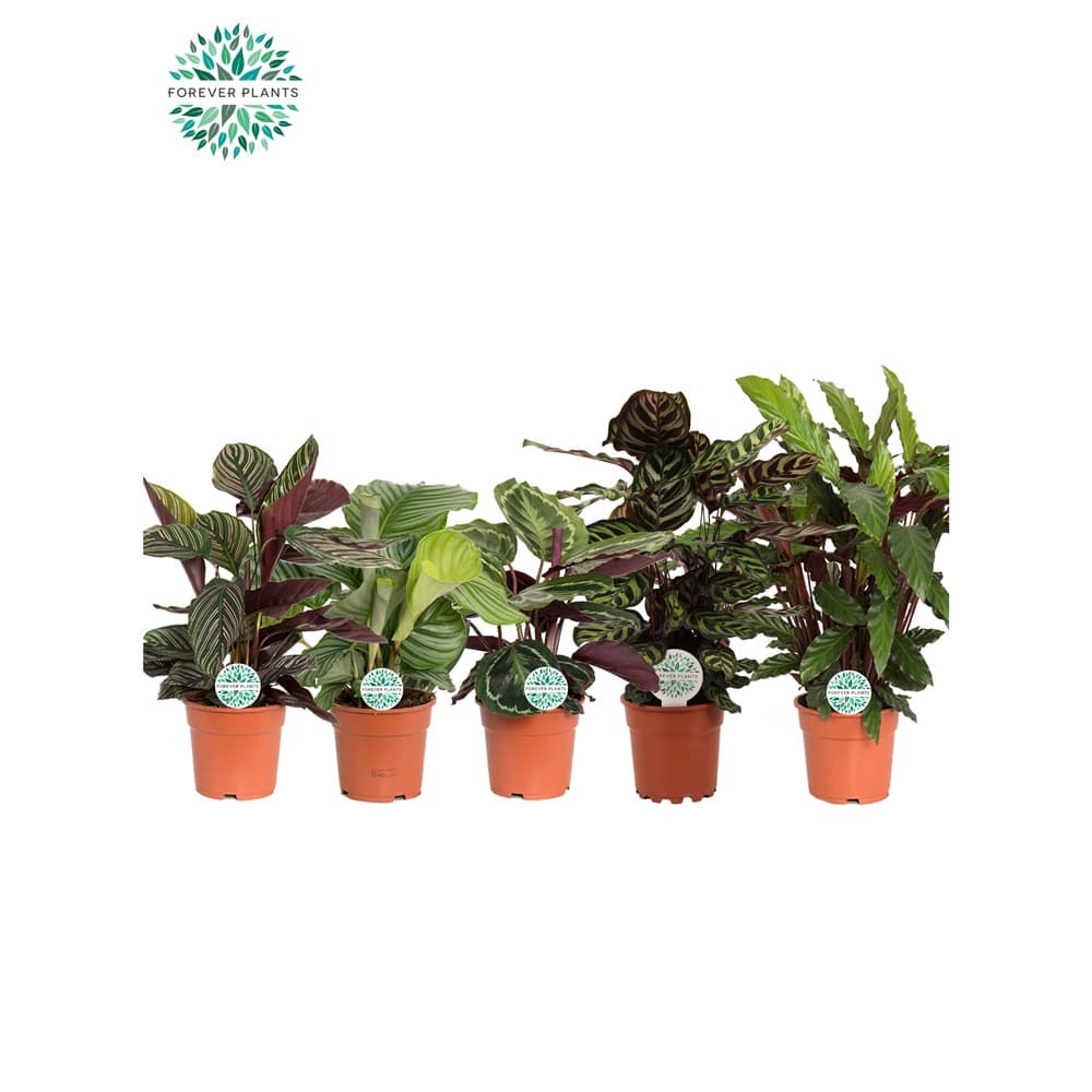 Калатея Calathea mix C17