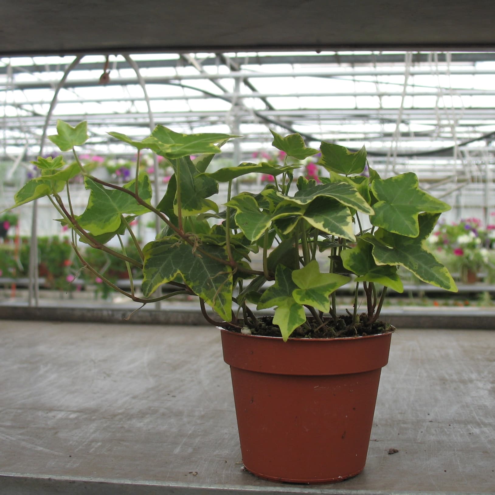 Бръшлян Hedera C8,5  H10