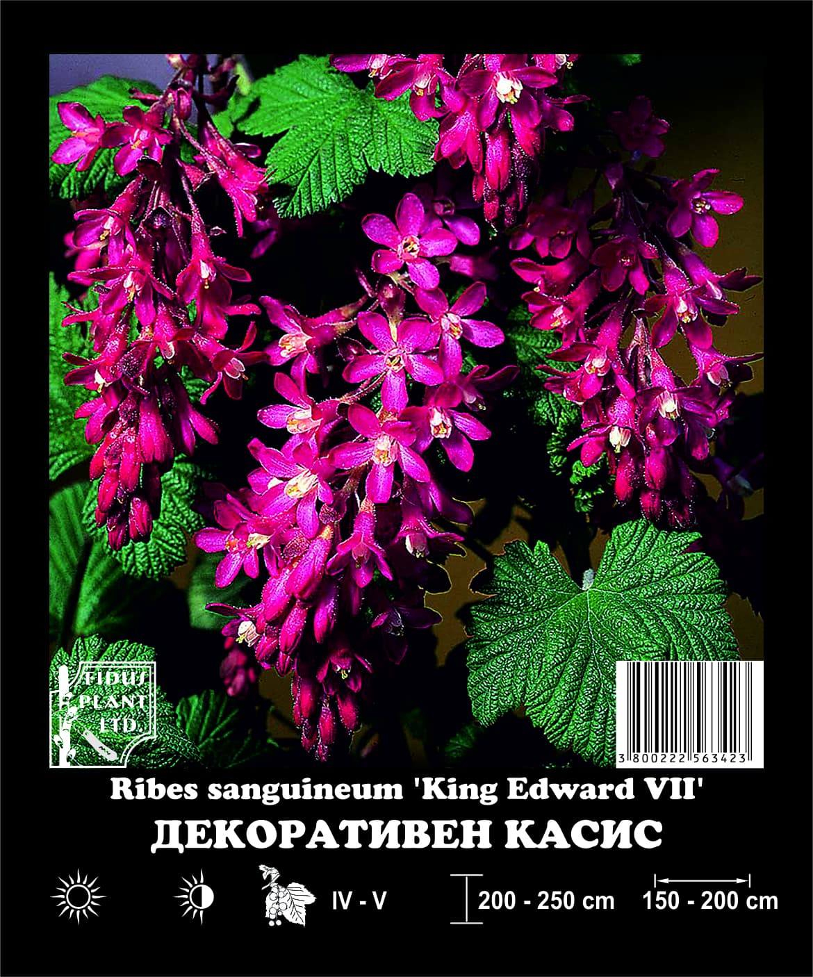 Декоративен касис 200-300см