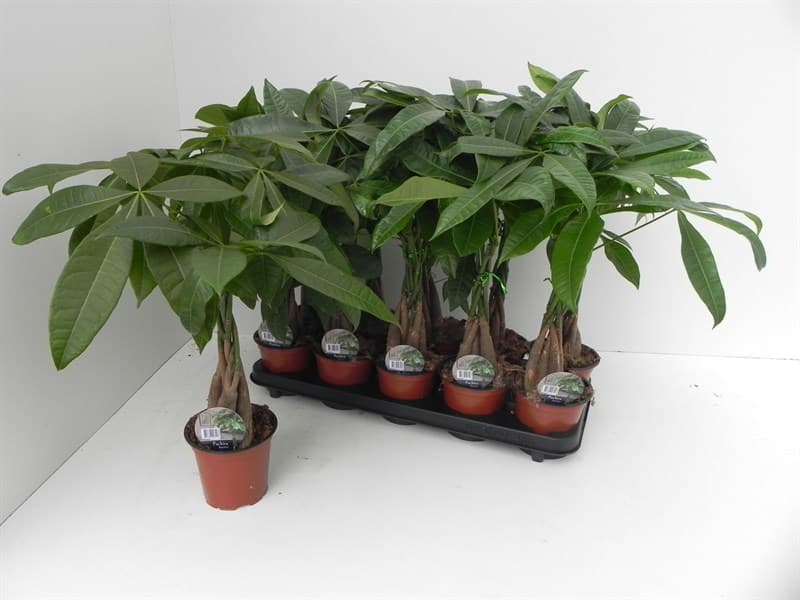 Пахира Aquatica C12