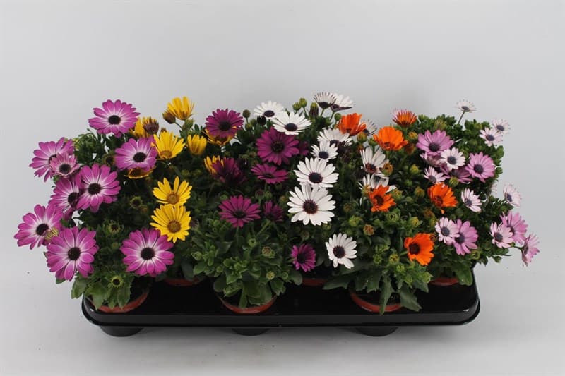 Остеоспермум Osteospermum