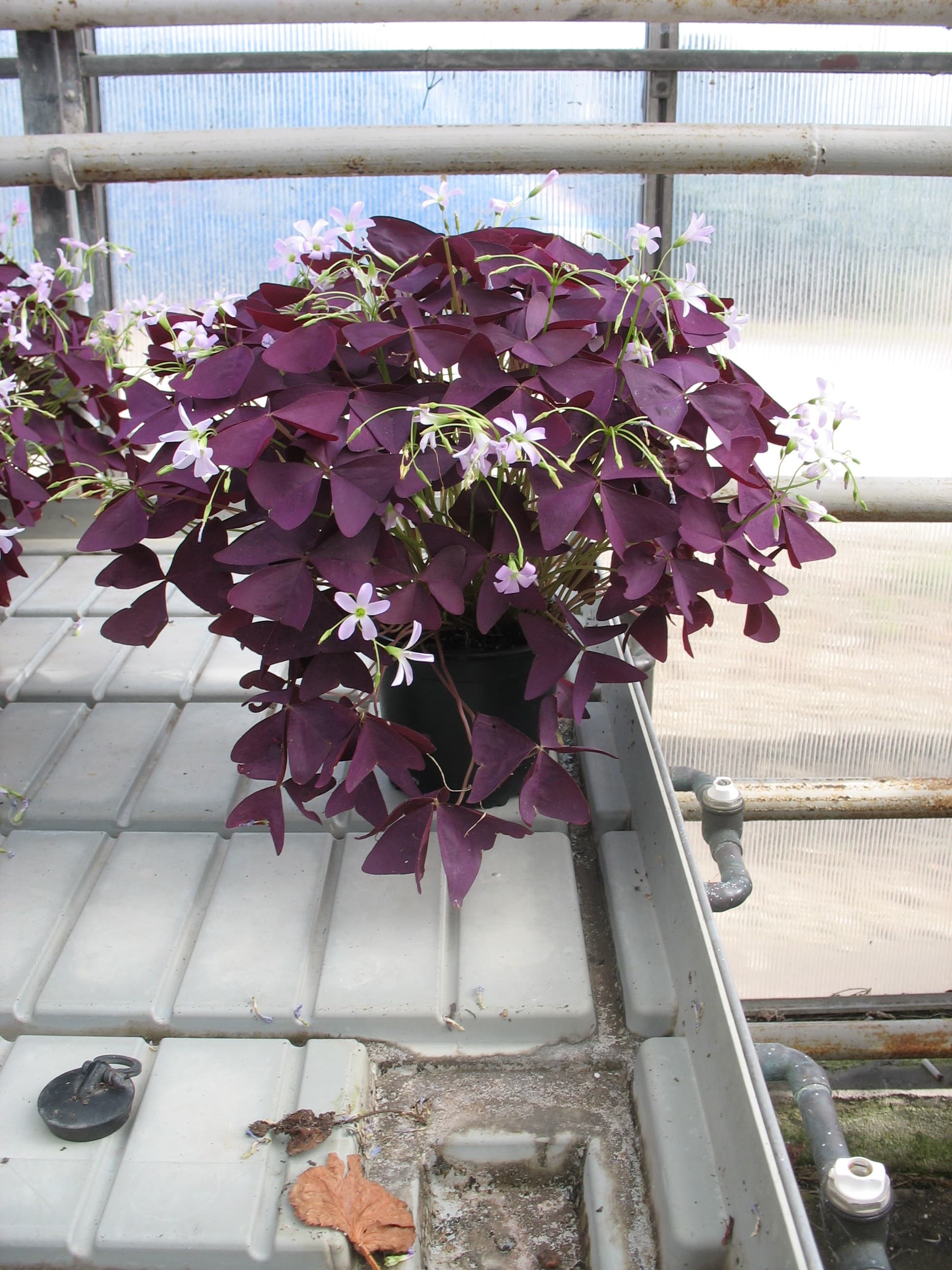 Детелина С12 Oxalis