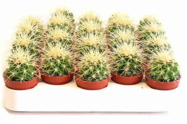 Кактус Echinocactus