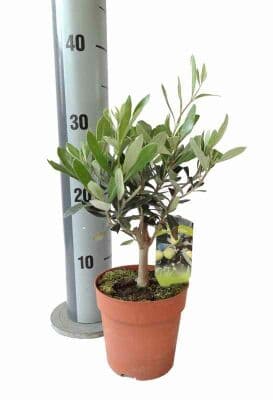 Маслина Olea C12
