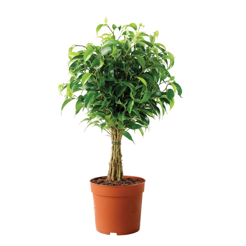 Бенджамин  Jute Stem C12