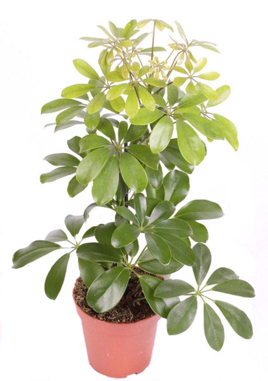 Шефлера Schefflera Melanie  C13