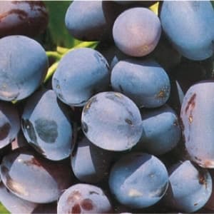 Лоза Хамбургски мискет