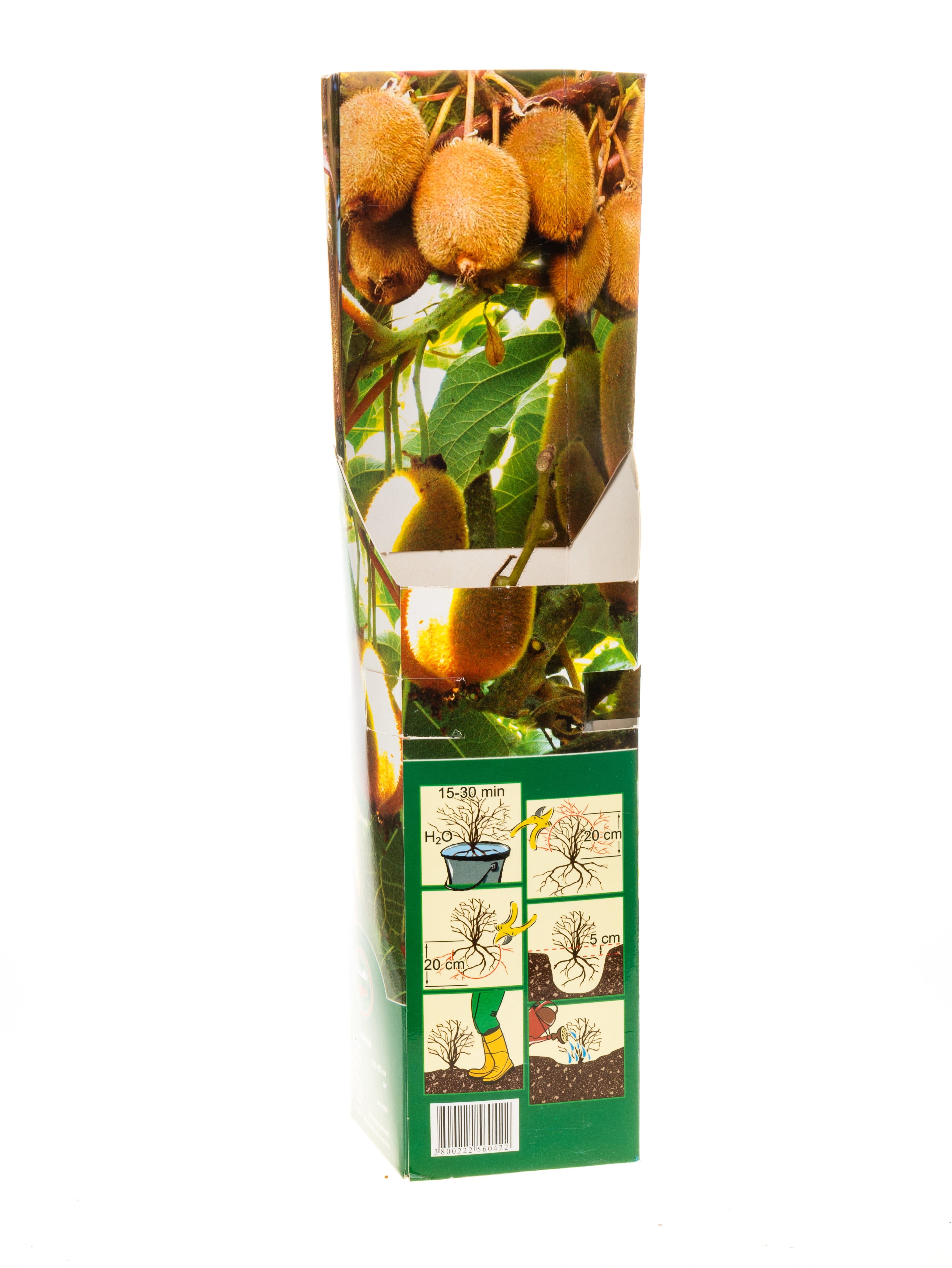 Киви лиана в кутия