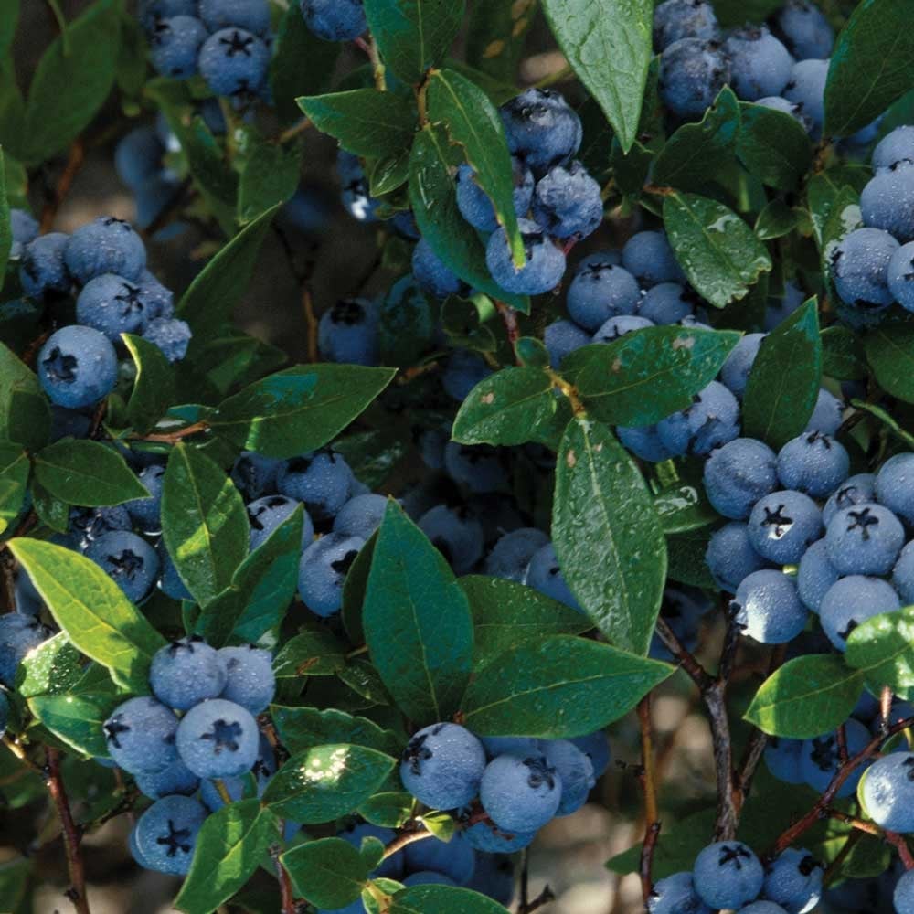 Плоден храст Американска боровинка в кутия