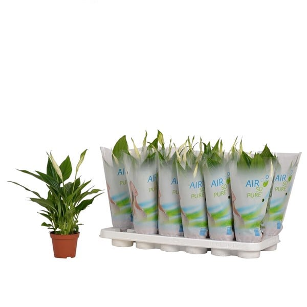 Спатифилум Spathiphyllum C9 / 30см