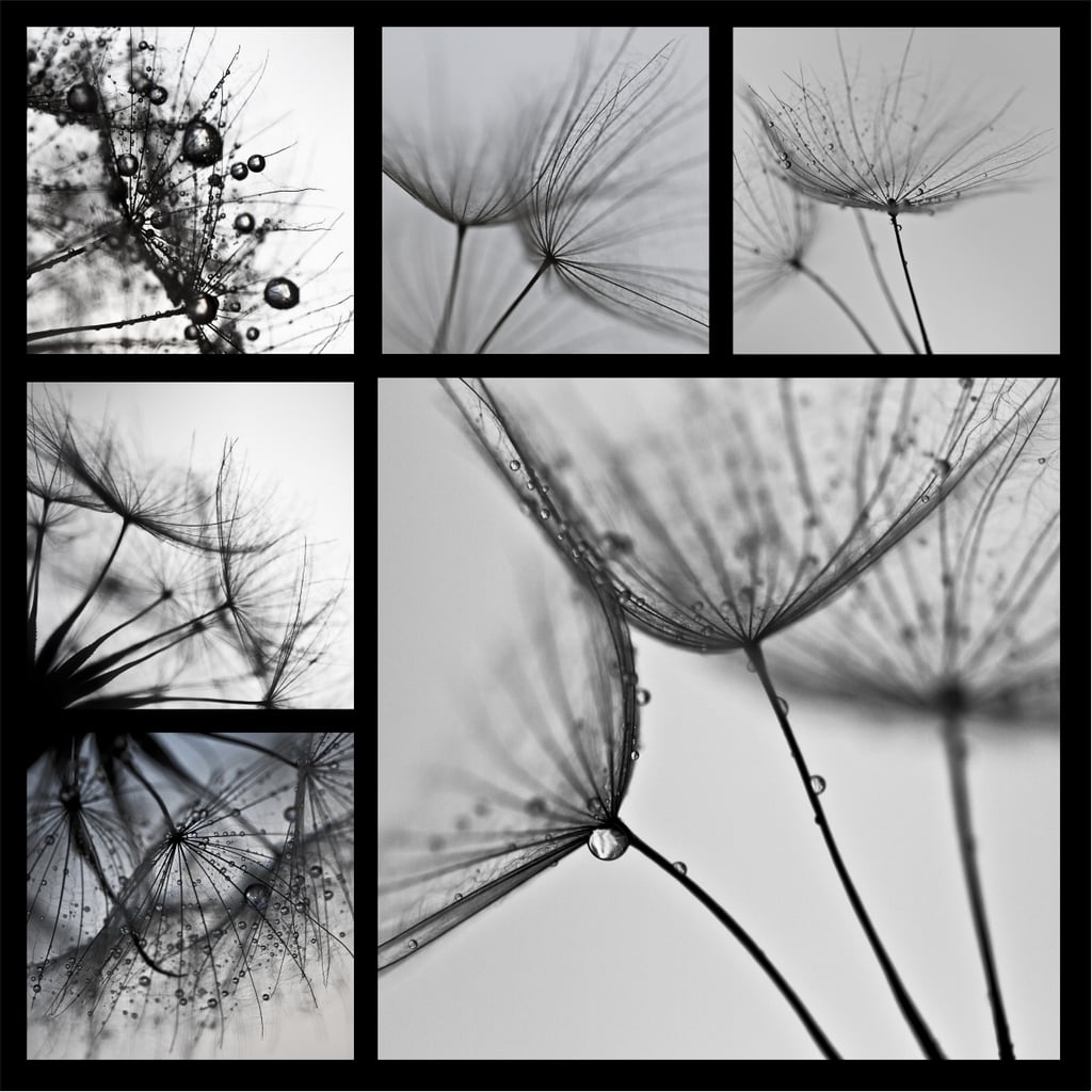 Картина Glass Art KGLS-1025 Глухарче с капки вода 30x30 см