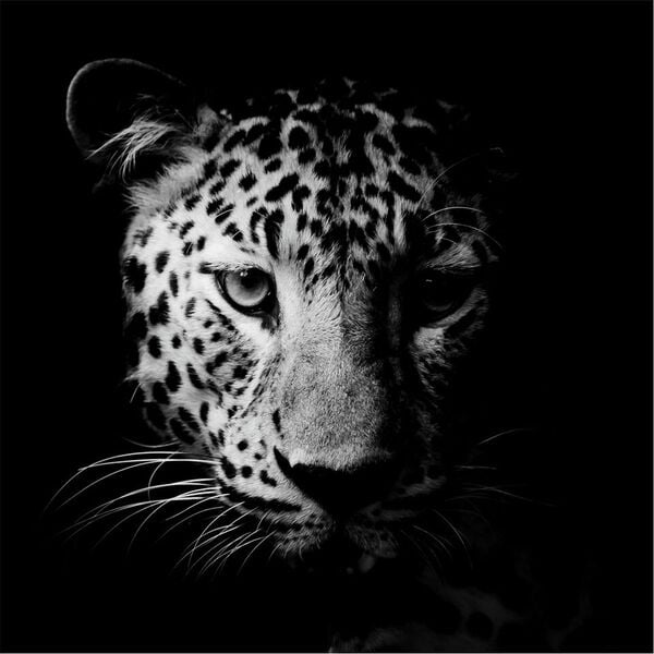 Картина Glass Art KGLS-1046 Ягуар 30x30 см