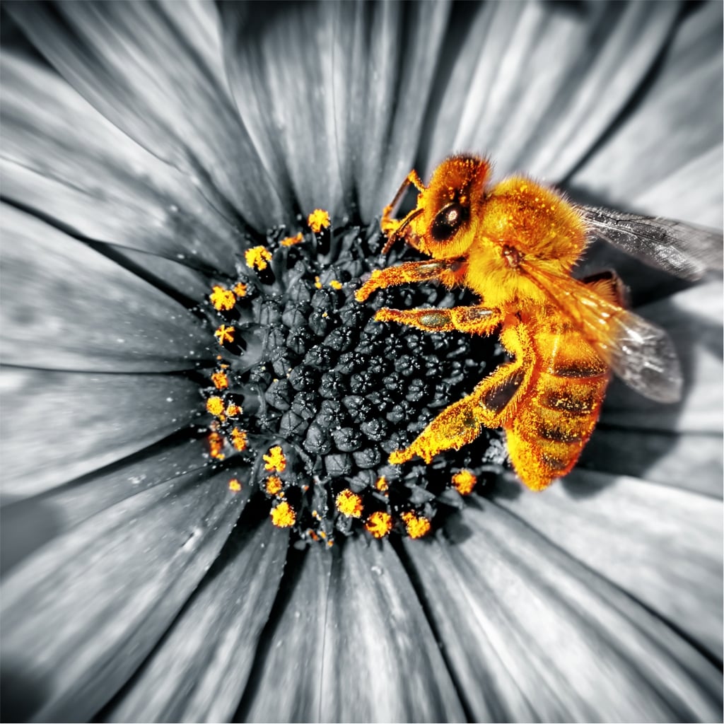 Картина Glass Art KGLS-1051 пчела на цвете 30x30 см