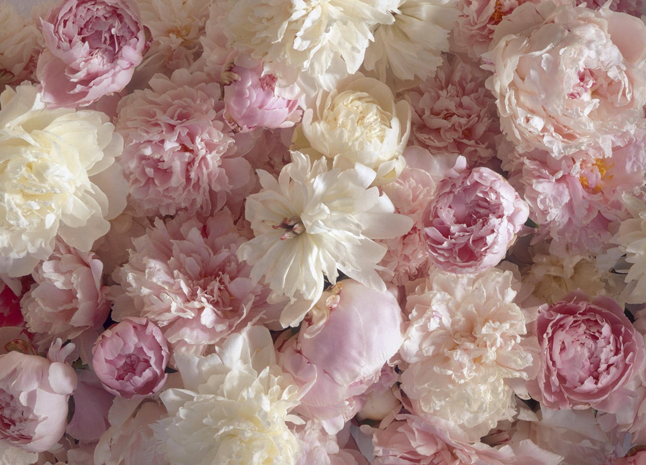 Фототапет Prestige 50 / 272х196см цветя