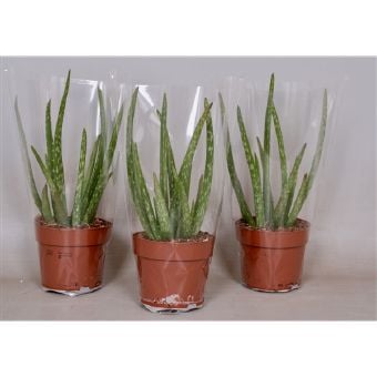 Алое Вера Aloe Vera C12