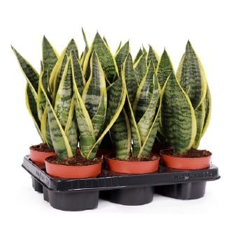 Сансевиерия Sansevieria C12